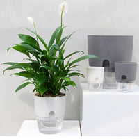 Thumbnail for Self Watering Planter