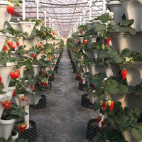 Thumbnail for 🌼Plant Festival Special -Stand Stacking Planters Strawberry Planting Pots